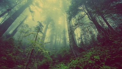 forest-931706__340