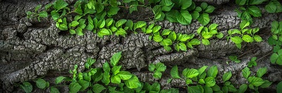 wood-1350175__340